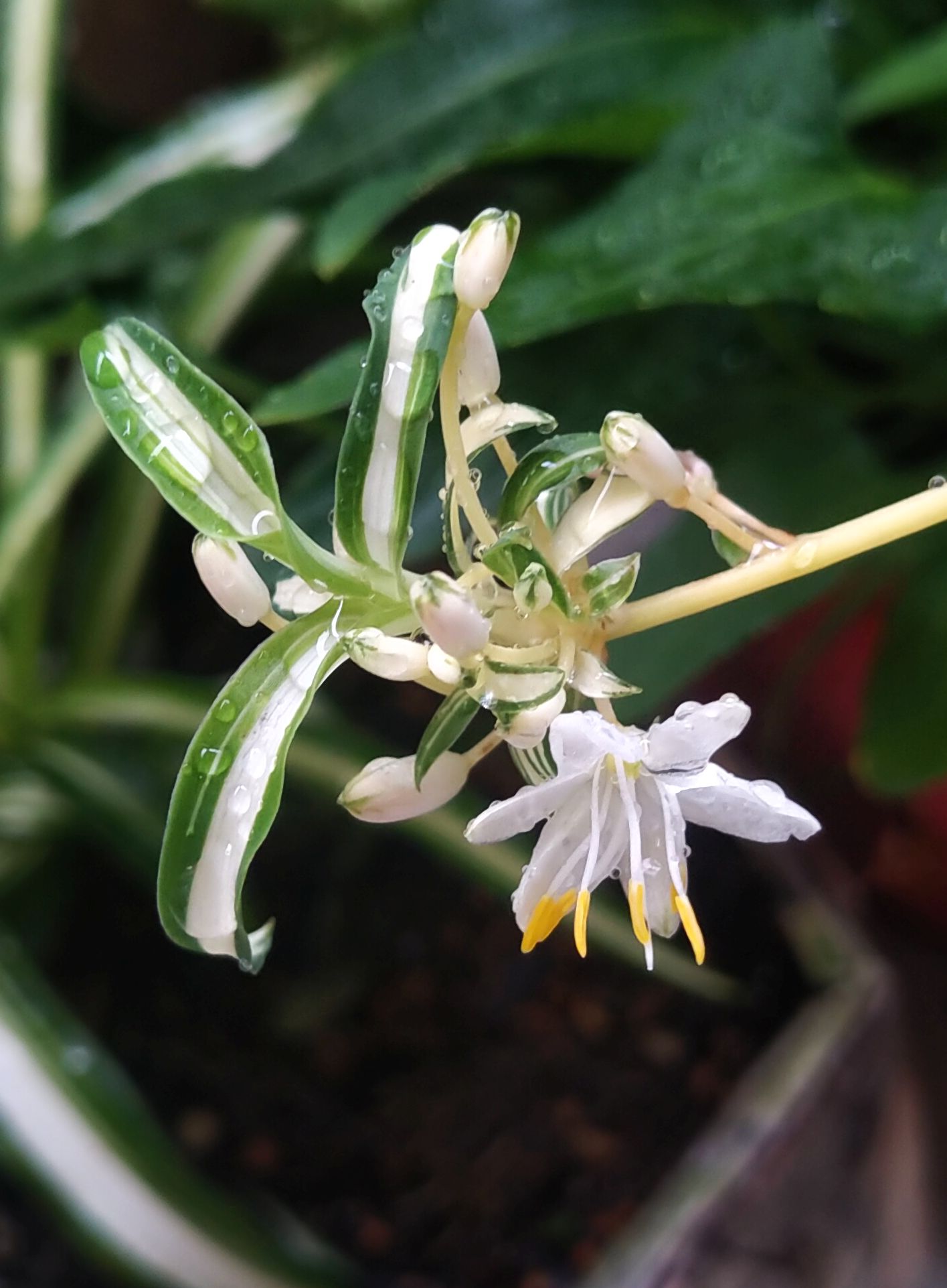 小さな花 Twitter Search Twitter