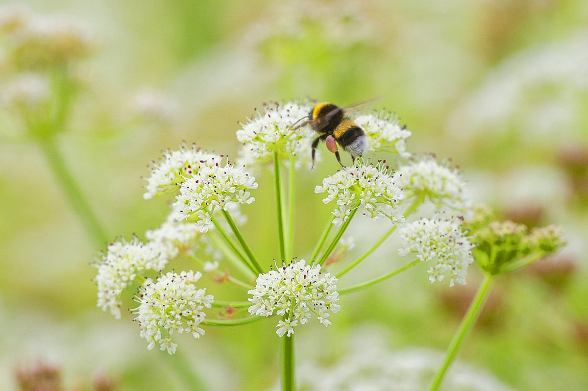 As plant families go, umbellifers are pretty amazing. Besides being beautifully constructed, they attract insects better than anything else. 

Enjoy a walk round our meandering paths and the abundance of insect activity.
