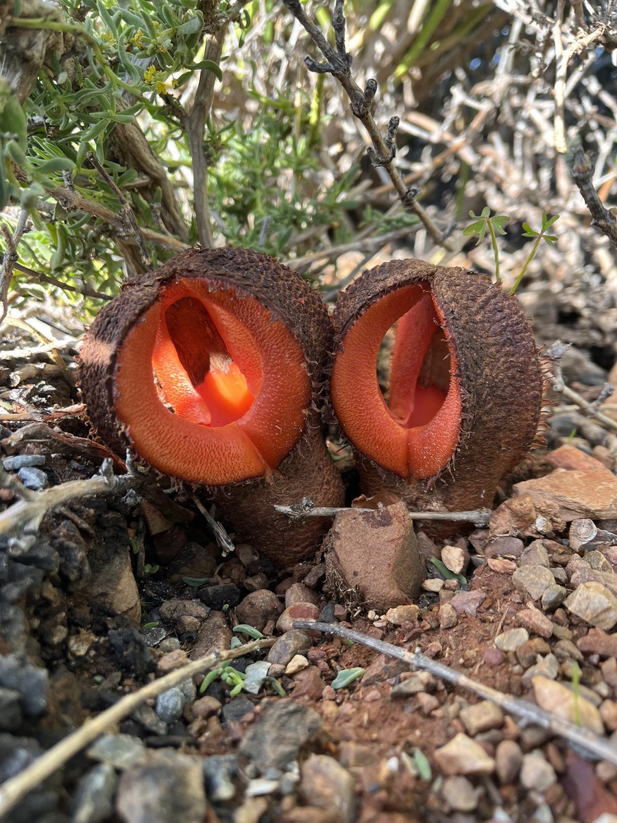 hydnora monster legends porn hydnora monster legends porn