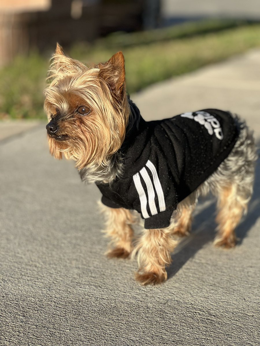 kleopatrajonez's tweet photo. Today ugly dog day? Can’t relate… https://t.co/CT16LtNhwN