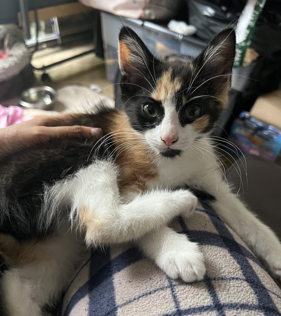 Sparty_Kitty_'s tweet photo. 😁😁😁 #CatsOfTwitter #CatsOnTwitter #Kittensoftwitter #Cattwitter https://t.co/IHklfLNQht