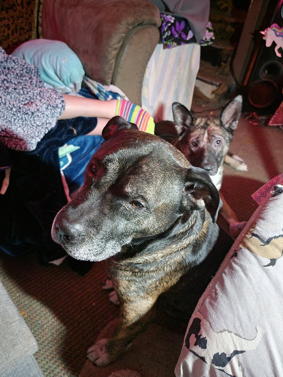 AndKojo's tweet photo. Happy Gotcha Day to Kojo!! Six years ago got your HAPPY FUR-EVER HOME!!!Kojo is a very happy pup and has many siblings, canine and feline!!! And we all love him very much!!! Glad you came to live with all of us!!! Here's to so many more to come!!! https://t.co/UKOQBEU0I2