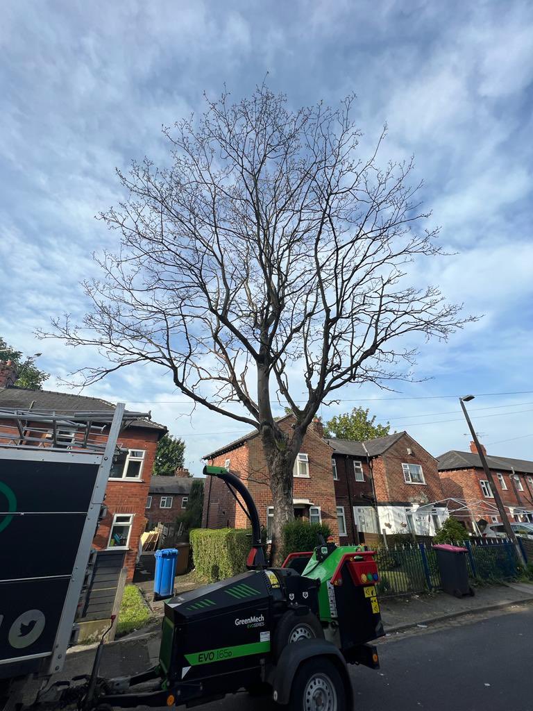 ArielTreeCare's tweet photo. Dead elm dismantled and removed today in the ☀️☀️. 

#arieltreecare #boltontreesurgeon #localtreesurgeon #hedgetrimming #treepruning #grasscutting #logsales #stumpremoval  #qualifiedtreesurgeon #treeservices #treecare #treepreservationorder #conservationarea https://t.co/jNyOTdIEZ4