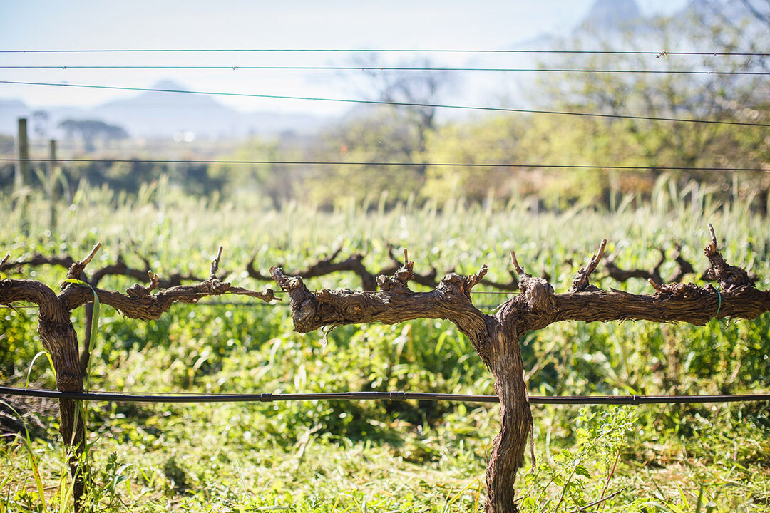 The winter slumber! This time of year requires careful planning and winter maintenance to ensure a healthy vine for the spring season. 

#vinecare #winterdormancy #dormantvines #stockingnutrients #winterslumber #sleepingbeauty #kenforrester