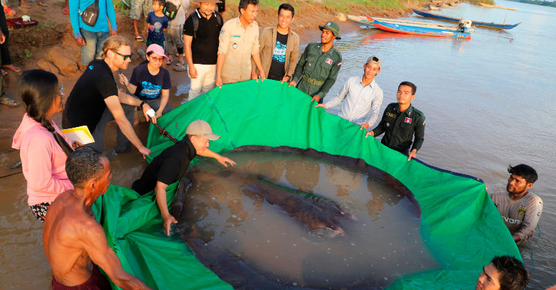 euronewsgreen's tweet photo. At 4 metres long and weighing in at 300 kg this stingray is not to be messed with.

It was caught last week by a fisherman in Cambodia and examined by a team of scientists 🧵