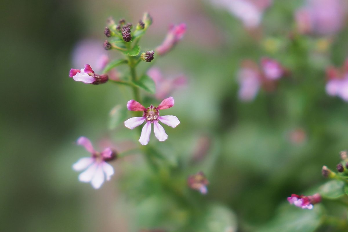 クフェア Twitter Search Twitter