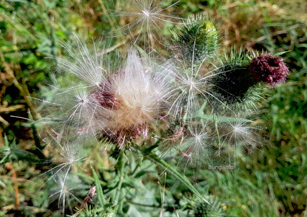 kulturtipp's tweet photo. #Disteln sind besser als ihr Ruf - unbeliebt bei Gärtnern. #Schmetterlinge fliegen auf die lilaviolette ##Blume. Ohne sie könnte der Distelfalter nicht existieren.
Die Blätter mögen kratzig sein, die Samen sind leicht und weich wie #Angorawolle. 
https://t.co/TiOmP7dbNz
#natur https://t.co/otF3bCwj6r