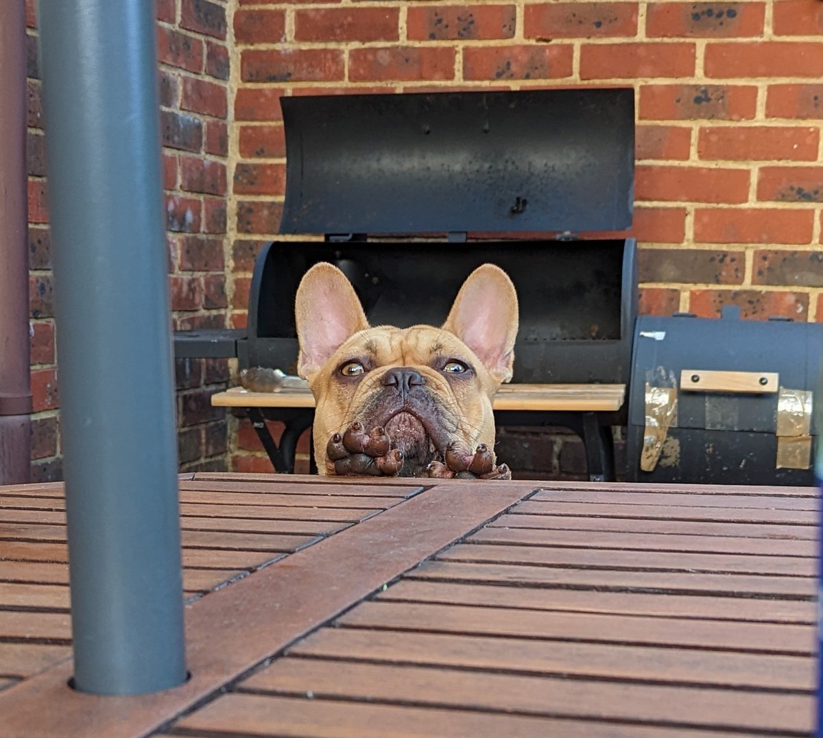 AshAPCustoms's tweet image. #frenchbulldog