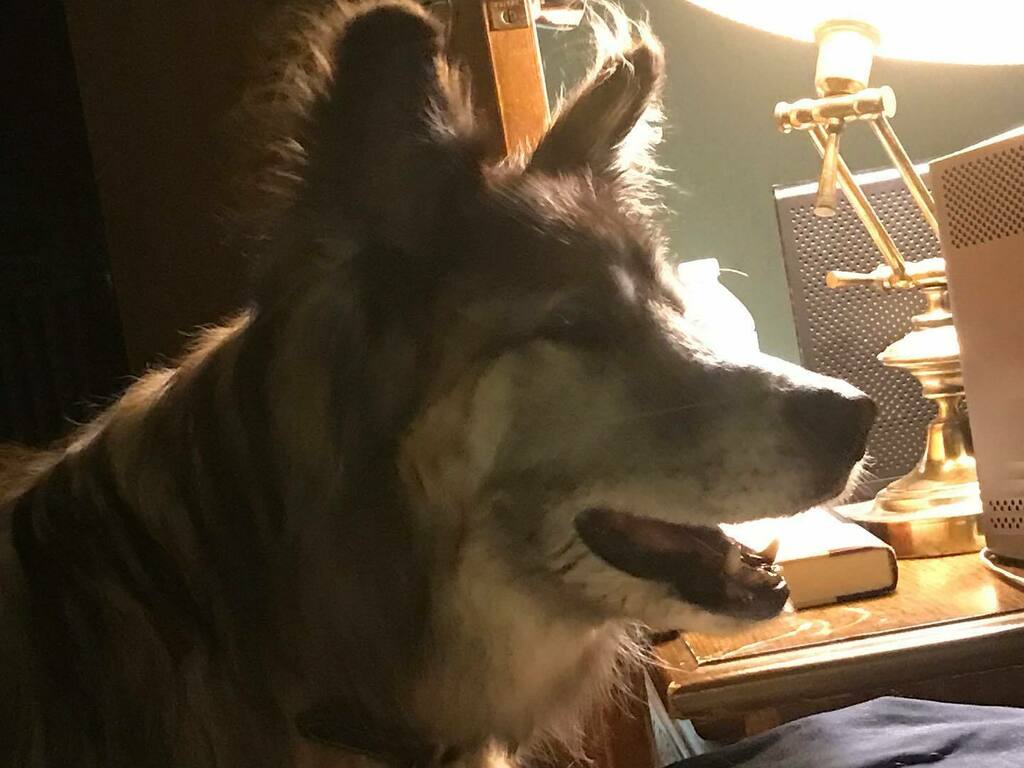StormChaserbook's tweet photo. Beowulf plans to just chill in front of a fan today. Be like Beowulf. #heat #heatwave #hot #weather #weatheringwithyou #dogsofinstagram #dogs #dog #doglife #summer #solstace #indiana #indianaweather #albionindiana @nws @weatherchannel @wane_15 https://t.co/j4GJ7k73c6