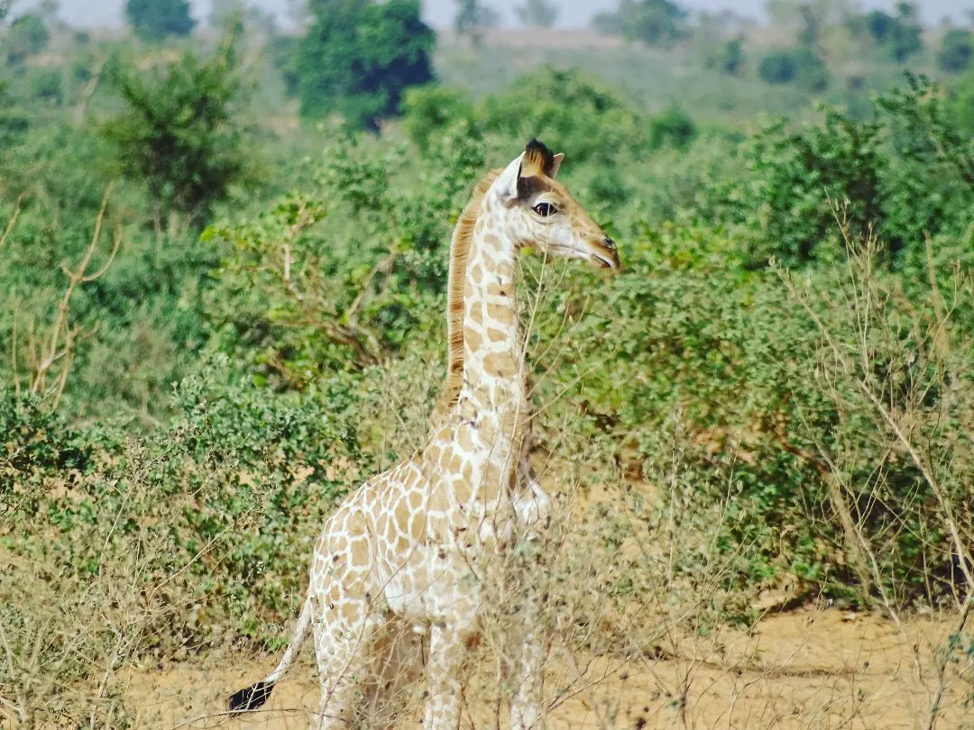 #WorldGiraffeDay #WorldGiraffeDay2022 
#Niger
#NaturePhotography