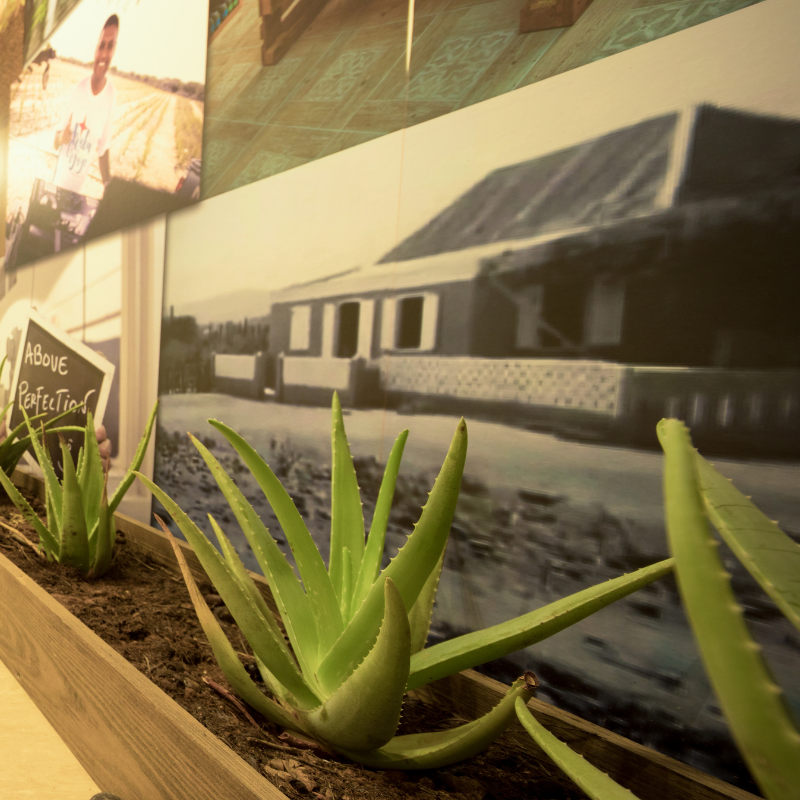 arubaaloe's tweet photo. Looking for a fun family outing?
Pass by our Factory & Museum for a FREE TOUR, where one of our Tour guides will explain everything about the history of Aloe Vera in Aruba, Aruba Aloe, and about how our products are made.
#aruba🇦🇼 #freetour #bestvacationever #bestexperienceever https://t.co/O1NsxwhfPP