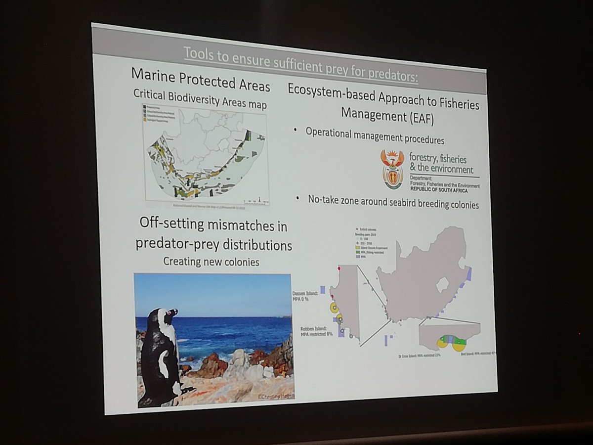 Katta (@katta_ludynia) on Twitter photo We do have tools to secure sufficient prey for our #seabirds. We just need to apply them before it's too late. Great talk by <a href="/TCarpenterKling/">Tegan CarpenterKling</a> at #samss2022
<a href="/BirdLife_SA/">BirdLife South Africa 🇿🇦</a> <a href="/SANCCOB/">SANCCOB</a> <a href="/environmentza/">Environmentza</a> <a href="/BarbaraCreecy_/">Minister of Environment, Forestry & Fisheries 🇿🇦</a> We do have tools to secure sufficient prey for our #seabirds. We just need to apply them before it's too late. Great talk by <a href="/TCarpenterKling/">Tegan CarpenterKling</a> at #samss2022
<a href="/BirdLife_SA/">BirdLife South Africa 🇿🇦</a> <a href="/SANCCOB/">SANCCOB</a> <a href="/environmentza/">Environmentza</a> <a href="/BarbaraCreecy_/">Minister of Environment, Forestry & Fisheries 🇿🇦</a>