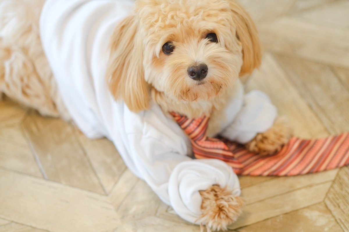 Today I am working remotely at home