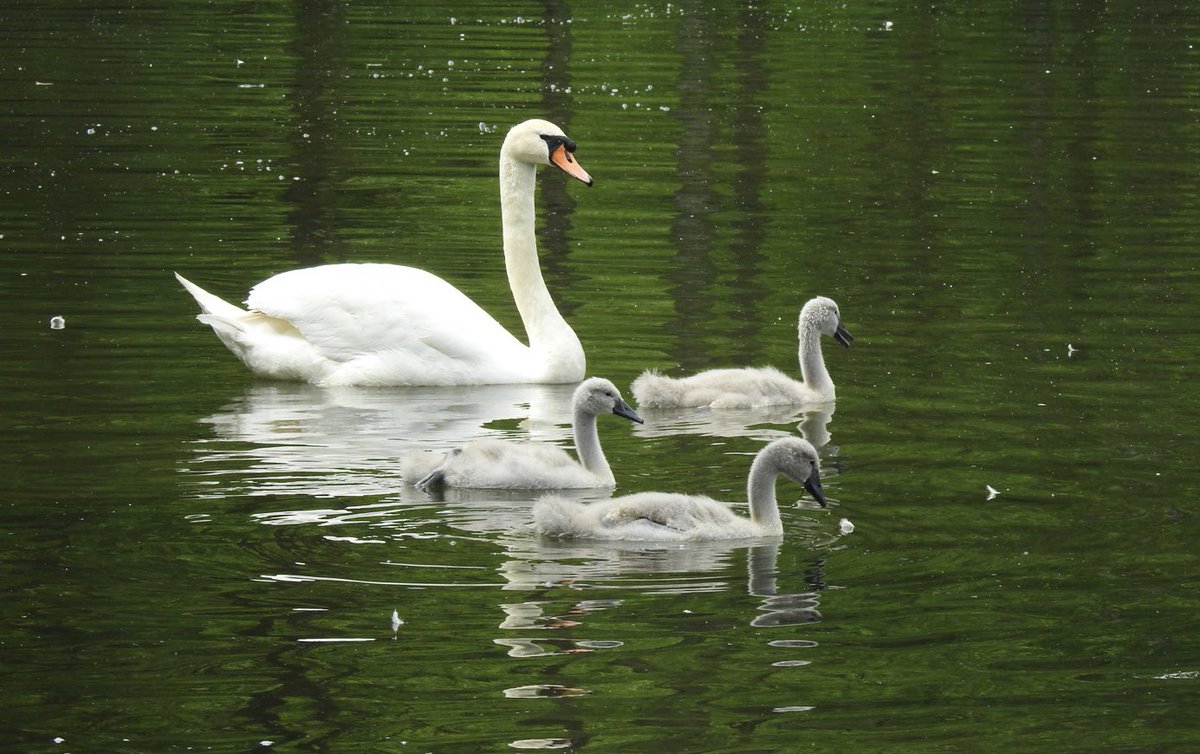 Mum and her Babies at Newmillerdam <a href="/WkfdOfficial/">Wakefield Official News</a> <a href="/WakeExpress/">Wakefield Express</a> <a href="/Expwakefield/">Experience Wakefield</a> <a href="/Normanton0809/">Five Towns Gossip</a> <a href="/journoLeanneC/">Leanne Clarke</a> #wakefieldweekly