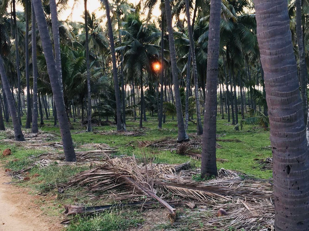 Geethanjali_IFS's tweet photo. The Sun.. literally peeping through the fronds. #sunset #nature BTW, mulching the saucer around the trees with its own fronds #nutrientcycle https://t.co/eJoowiJXSK