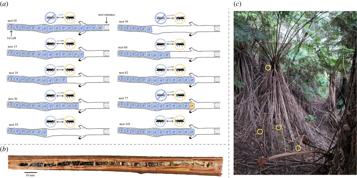 RSocPublishing's tweet photo. Dawn of sociality—investigating solitary to social nesting behaviour in an Australian native #bee https://t.co/2eqsxerU34 #ProcB @LRHearn @UnlivingDave @FlindersCSE https://t.co/3SDPlshpqn