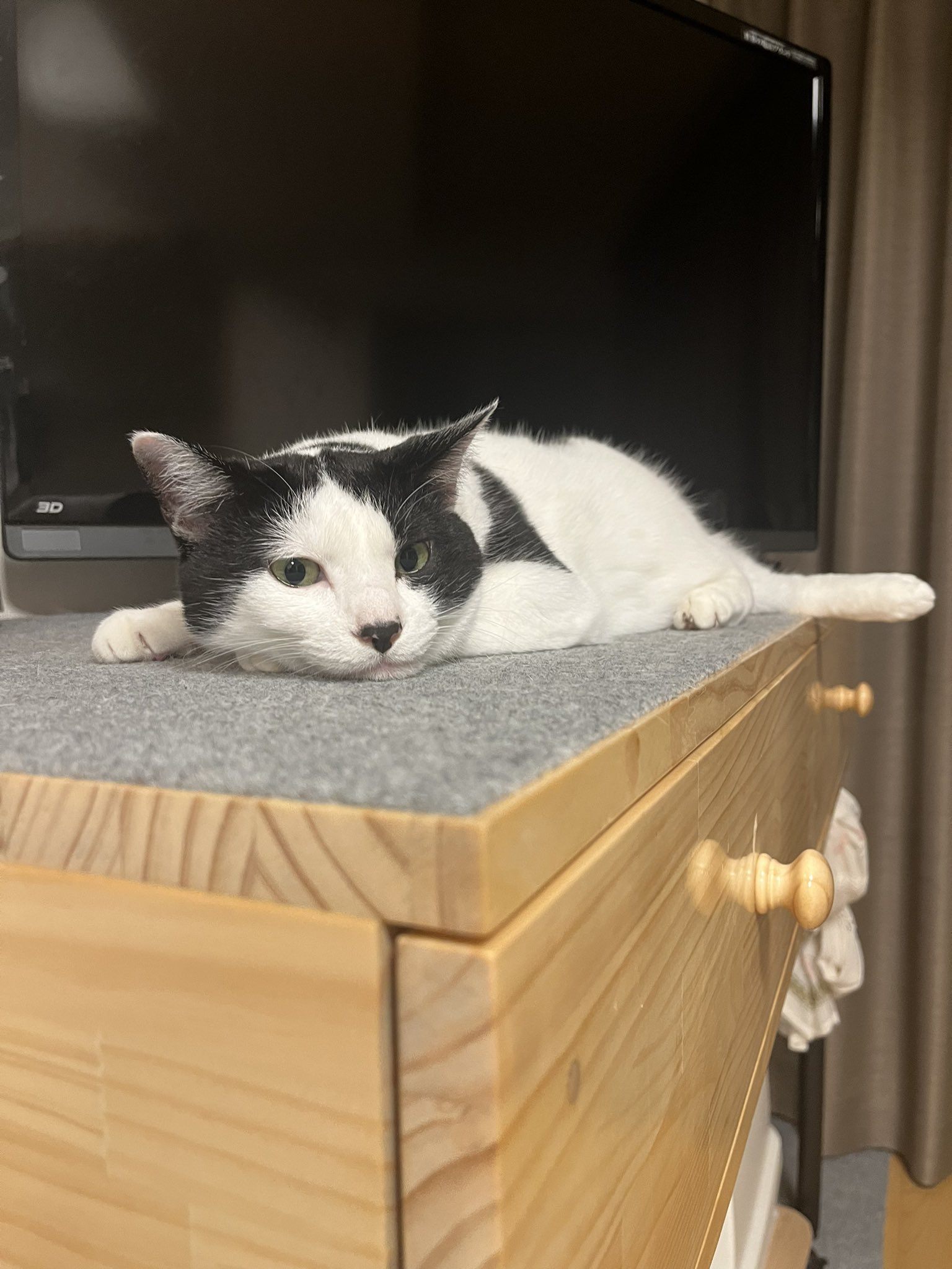 アンニュイ猫 Twitter Search Twitter