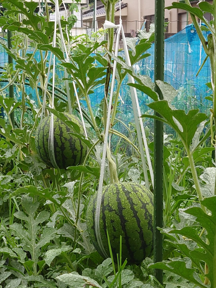 ひとりじめナノ