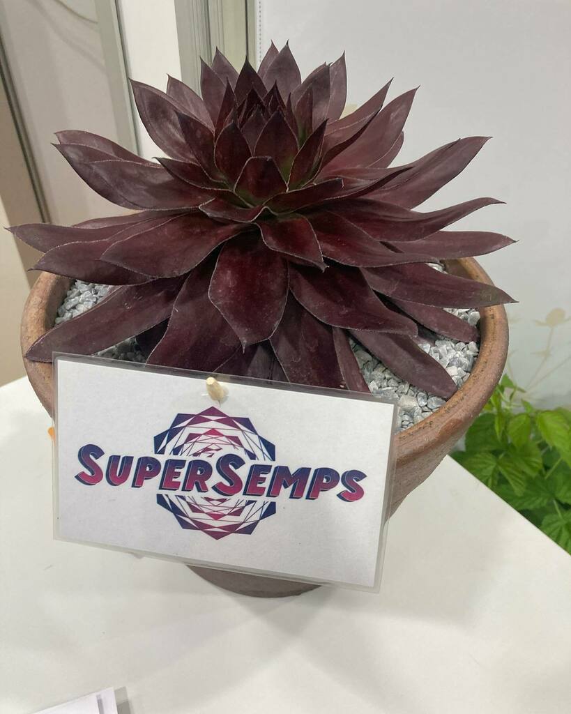 Farplants's tweet photo. National Plant Show, good to be back https://t.co/RBDqfMF5T4 https://t.co/xfnMlyV4rd
