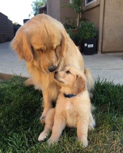 Unconditional love❤️
#Dogs #CuteDogs #LoveDog #SmartDogs