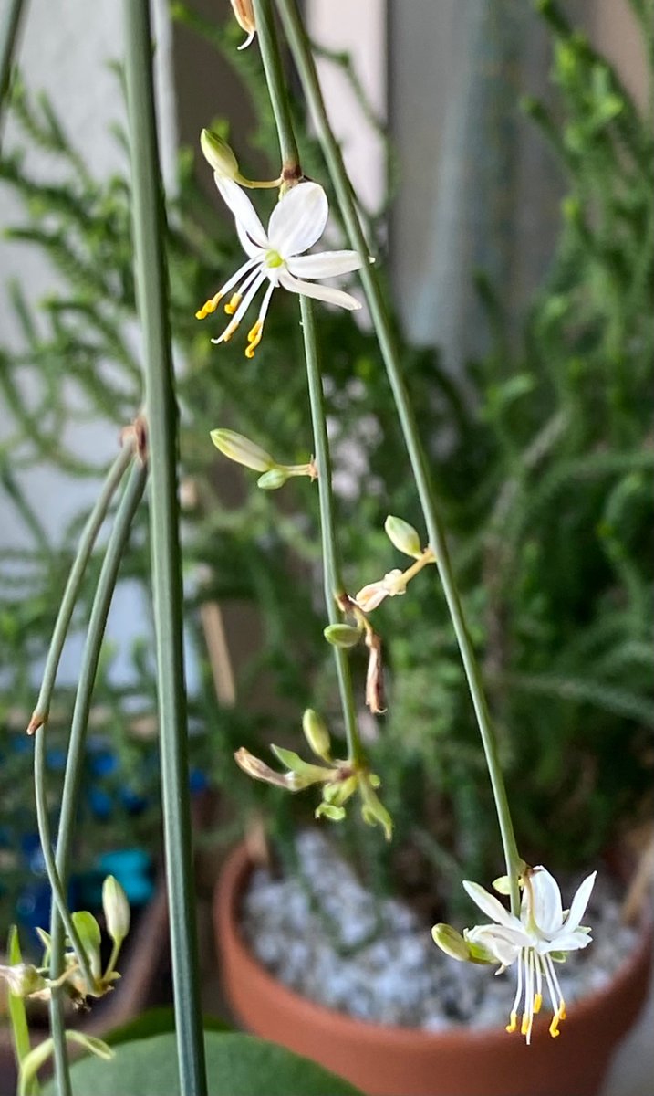 Lauras Garten 🌿 🌷 🌱 tweet media