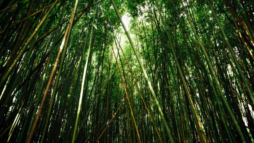 BioMonitor tweet media