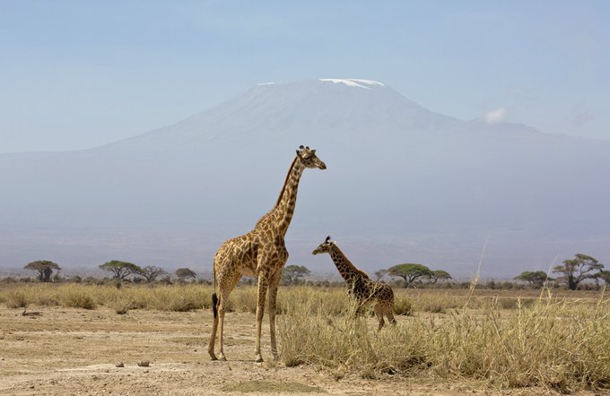 World Giraffe Day Planeta Com