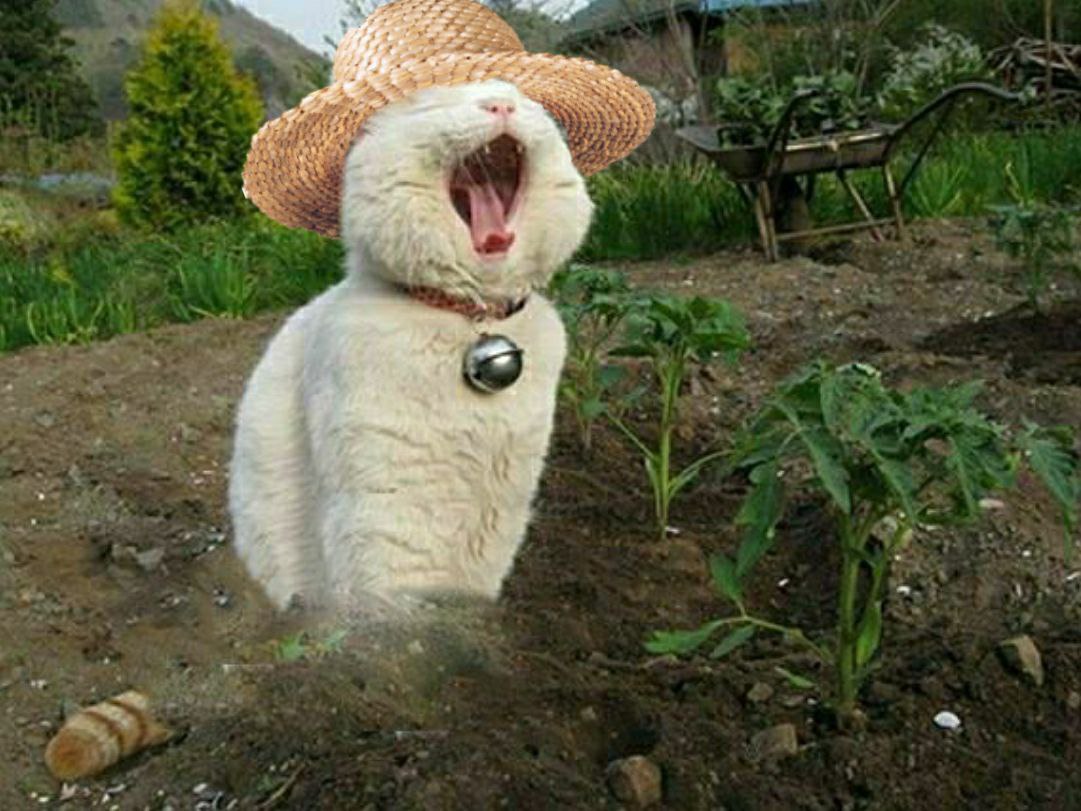 Кот на грядке