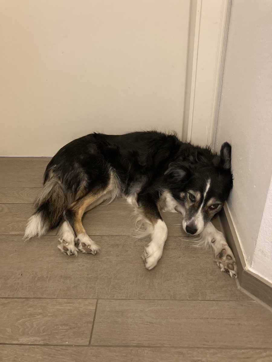 JohnssonKatie's tweet photo. Hello friends ❤️ This happens when big hoobro doesn’t allow me to come in because he has an important online meeting with his professor 🙄 Lots of love and huge Tuesday hugs, Sugar 🐾❤️🐾 #insulted #wannahelp #doorsclosed https://t.co/dvjNns2TGb