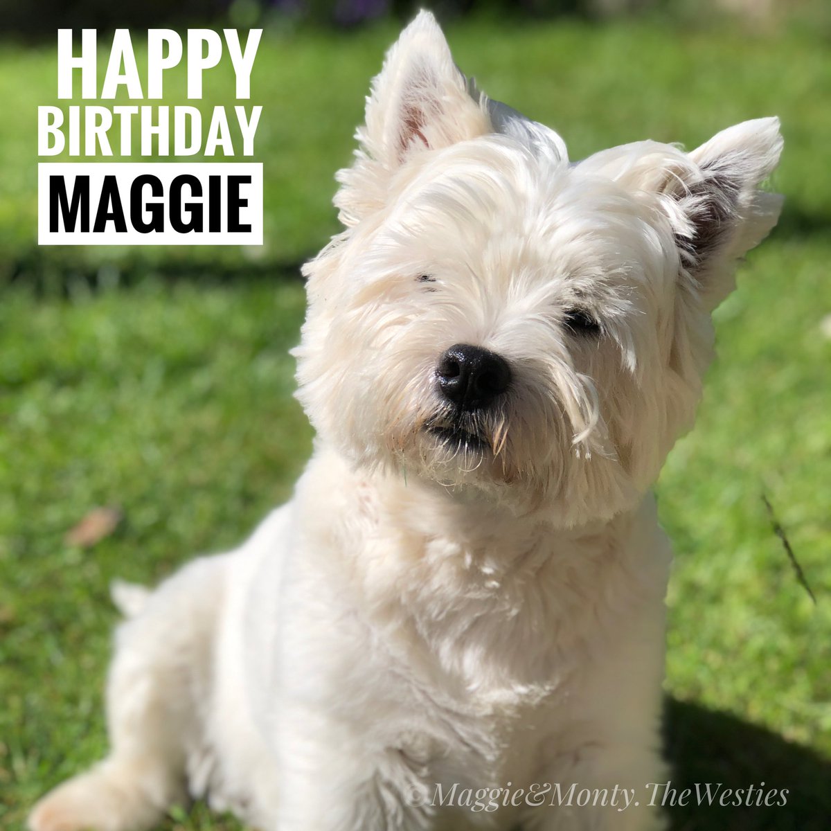 Happy 9th Birthday Maggie!

#maggiethewestie #maggieandmontythewesties  #westie #westies #westhighlandterrier #westhighlandterriers #westhighlandwhiteterrier  #birthdaygirl #happybirthday #happy9thbirthday #dogsoftwitter #westiesoftwitter