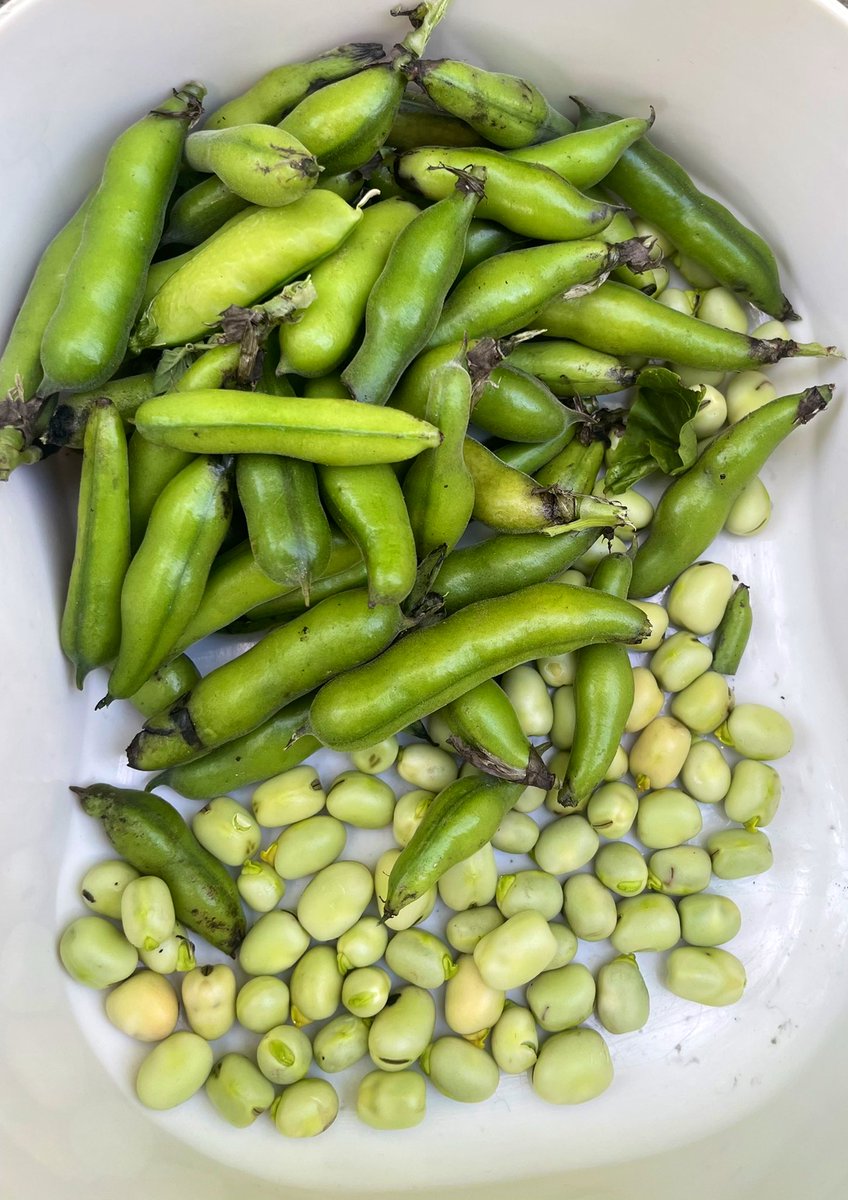 mr_heming's tweet photo. We’ve been harvesting and eating some of the #plants and #vegetables that we’ve grown in the @ReayPrimary #edibleplayground @ConnieBOReay #naturalthinkers #outdoorlearning https://t.co/aAd56VPhaL