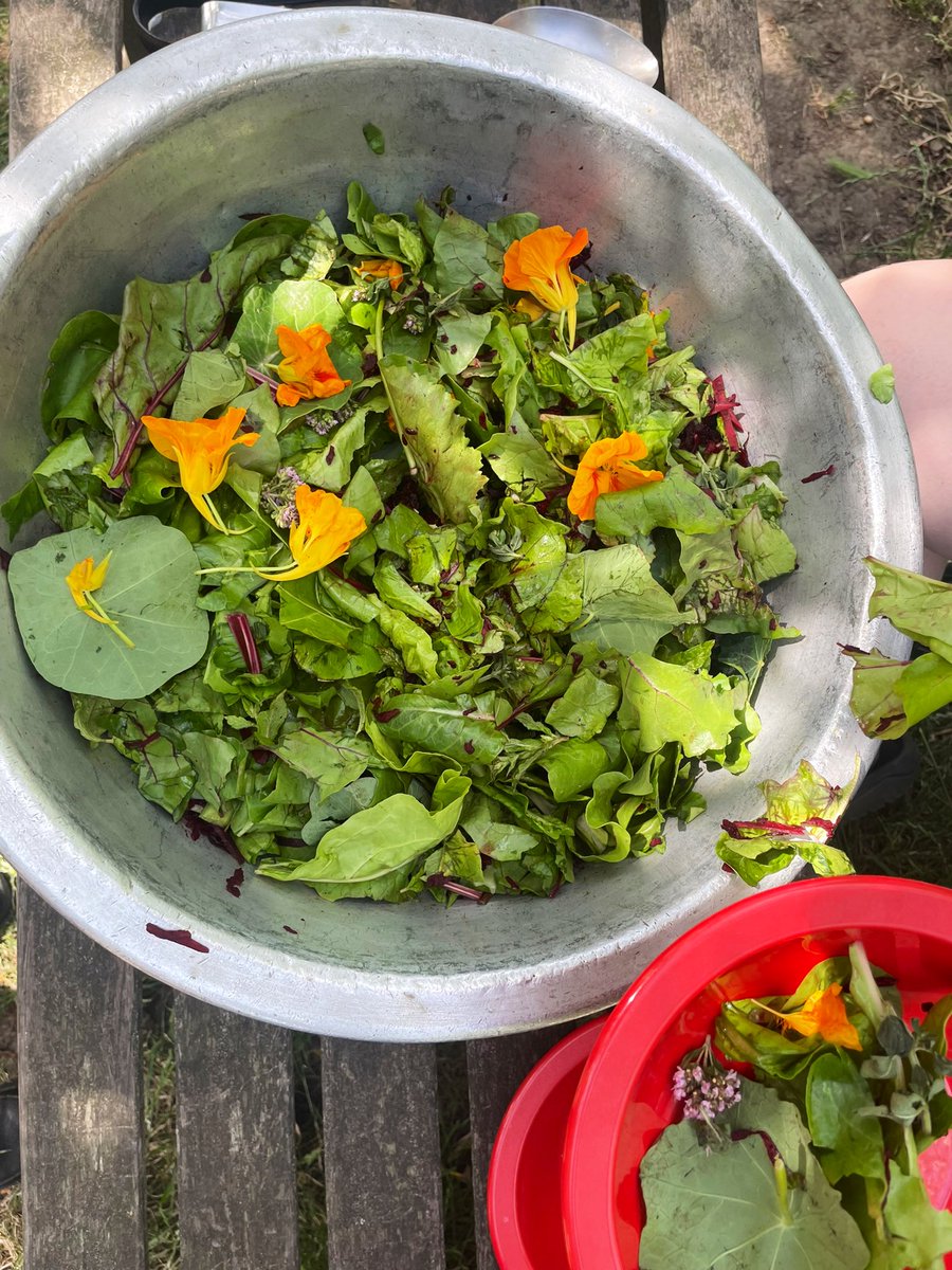 mr_heming's tweet photo. We’ve been harvesting and eating some of the #plants and #vegetables that we’ve grown in the @ReayPrimary #edibleplayground @ConnieBOReay #naturalthinkers #outdoorlearning https://t.co/aAd56VPhaL