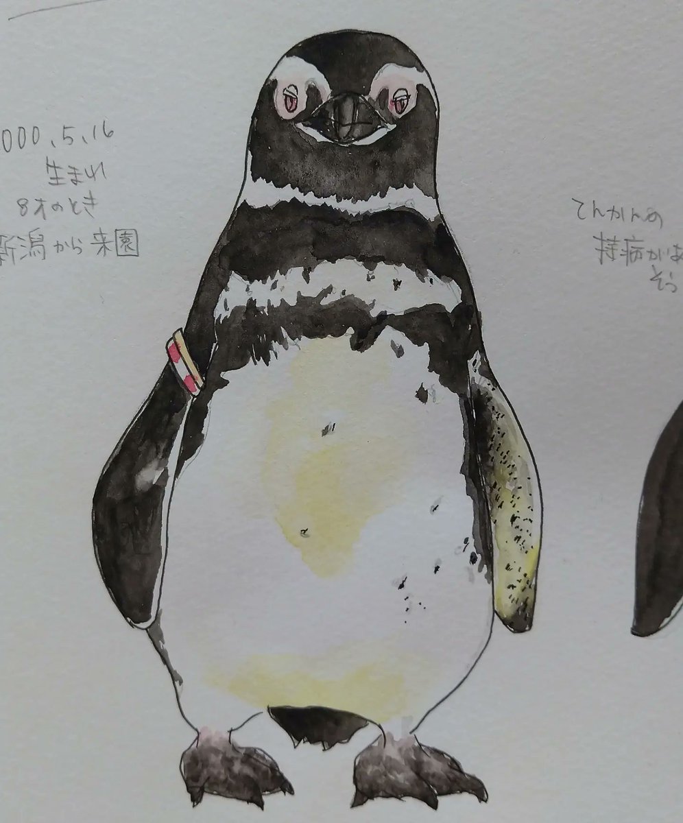 マレーグマ Makiringotiger Twitter