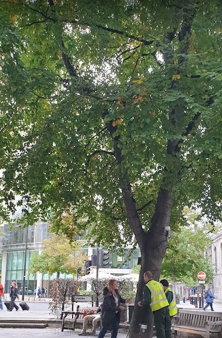 markmulligan's tweet photo. #Trees @cityoflondon are critical in reducing the impact of #ukheatwave, see our monitoring at #CheapsideBA. At the peak of the heatwave #Heat in the shade of the trees (black) is  3.3 deg. cooler than in the open (red), some hot days more than 8 deg. cooler! #ClimateResilience https://t.co/60U8M7AMRR