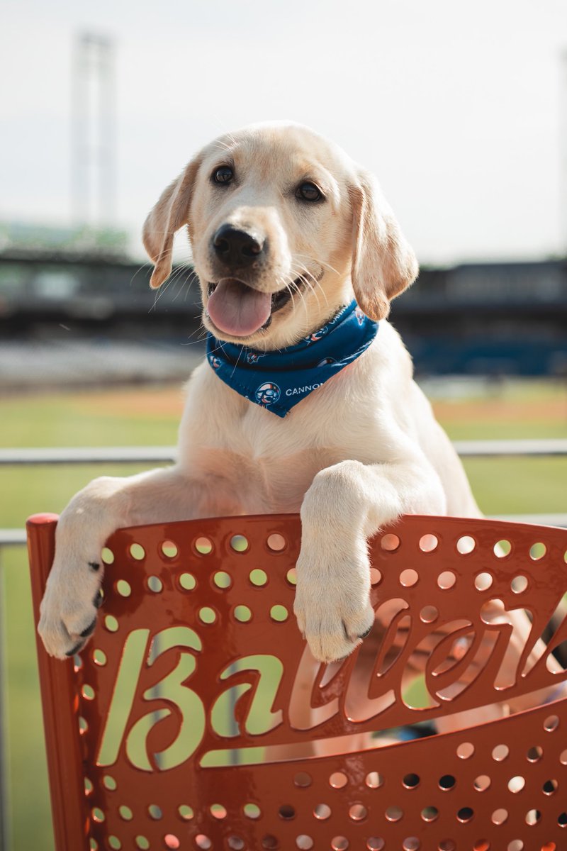 Kcannonballers's tweet photo. How it started ➡️ How it’s going 

@BallersBatDog | #HaveABlast | @MiLB https://t.co/Jm5tPxN78M