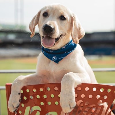 BallersBatDog's tweet photo. #NewProfilePic https://t.co/A5zyHoPNDq
