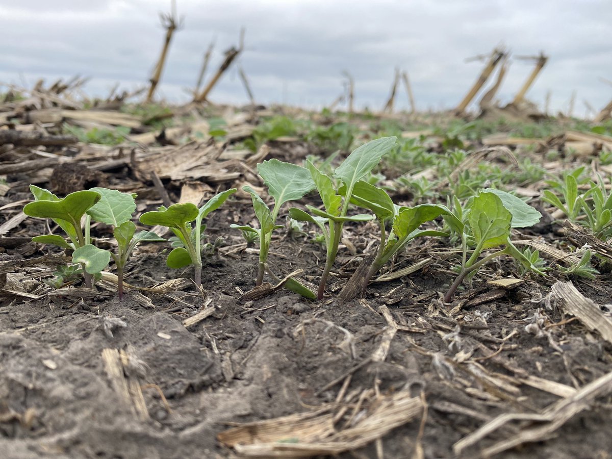jodyadamson_'s tweet image. Checkin out some planted @canterraseeds CS4000 treated with @syngentacanada #pelta pop pop poppin out 🌱#fieldperformance #singulation #plant22 #agmanitoba