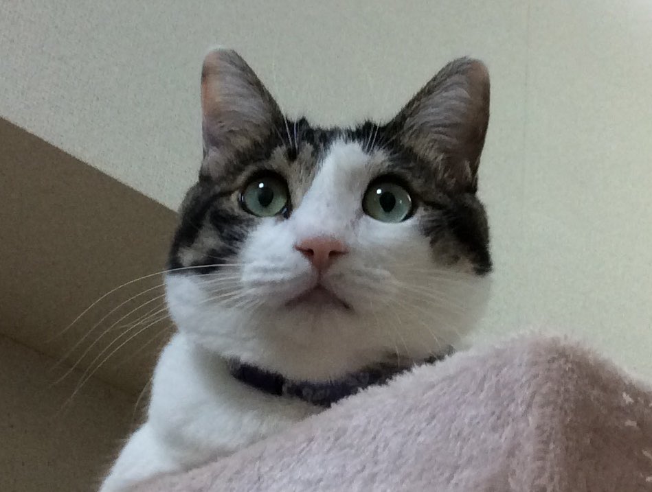 hongeeeee_'s tweet photo. 6月20日は、クゥちゃん🐱4回目のウチの子記念日でした。雨の中必死にないていたクゥちゃん🐱ずーっとずーっと仲良くしようね♥️
#ねこ #にゃんこ #さばしろとら #ウチの子記念日 #かわいい https://t.co/VNY6CjnF1d