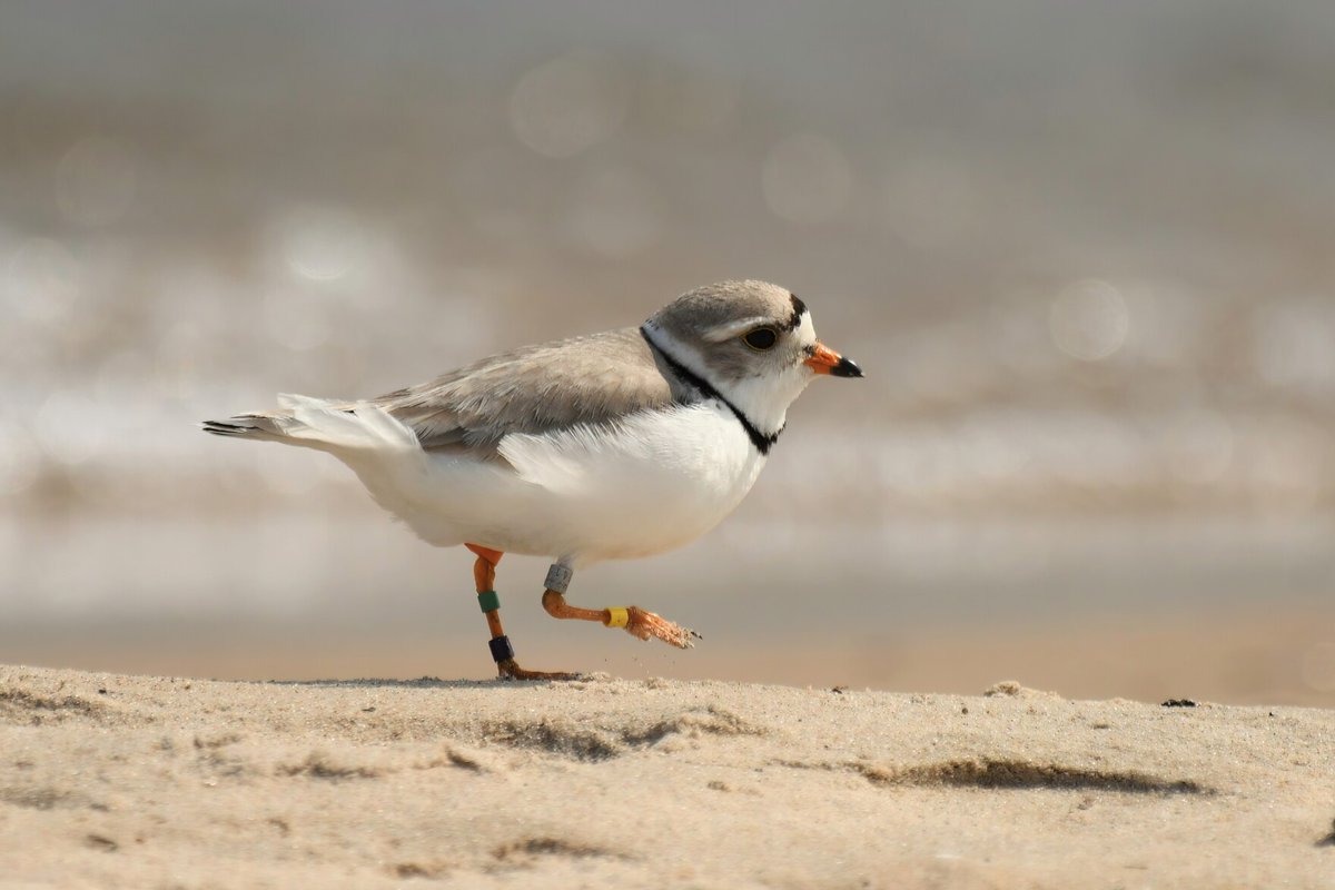 Environment Report (@environreport) on Twitter photo Great Lakes piping plover chicks this year are hopeful sign for the endangered bird. Take a listen <a href="/MichiganRadio/">Michigan Public</a> Great Lakes piping plover chicks this year are hopeful sign for the endangered bird. Take a listen <a href="/MichiganRadio/">Michigan Public</a>