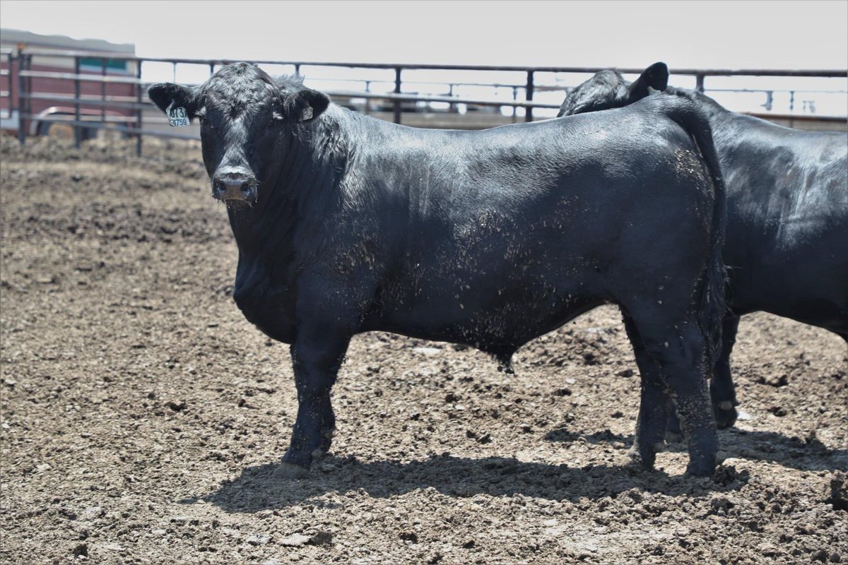 BeefGrund's tweet photo. Beef Empire Days Results
20th Overall- Carcass Show

This year we were honored to have raised and exhibited the 20th overall steer in the carcass show! Congratulations to all of the exhibitors on a tremendous show as always.

#thehomeofhybridvigor

Harvest data is in the replies https://t.co/yiVHLIMHK8