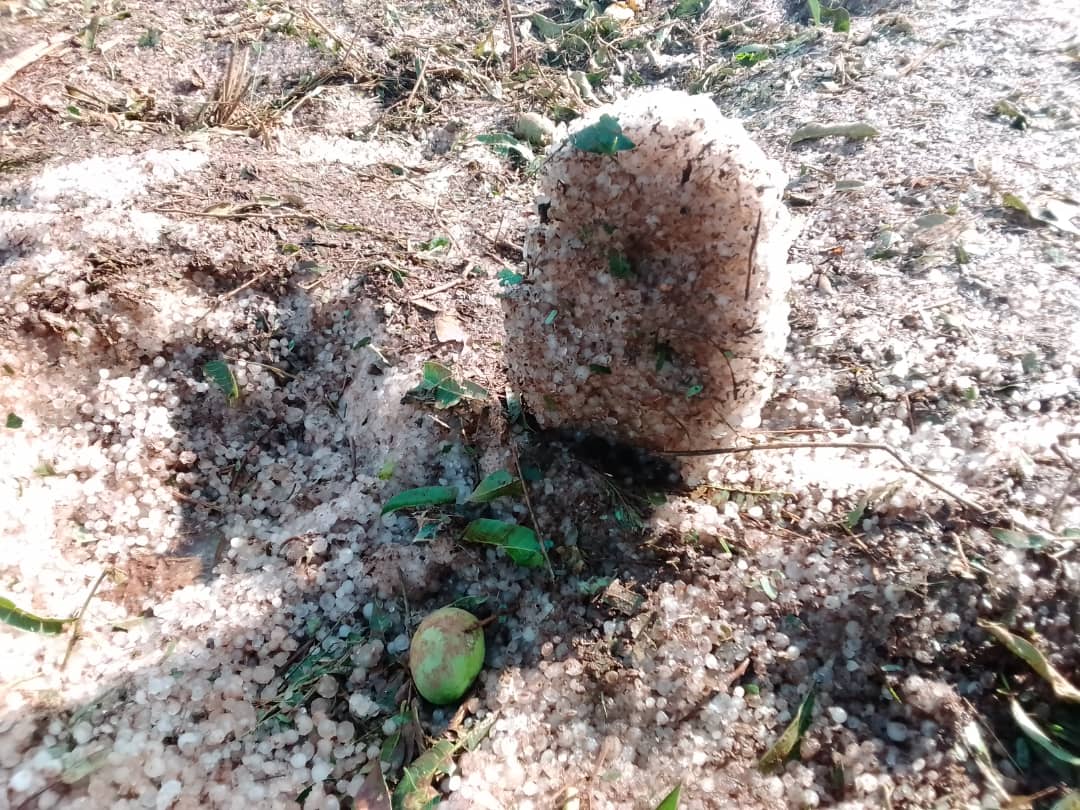 wangooh_933fm's tweet photo. Hailstorm Disaster in Adilang Sub-County, Agago District on Monday,  June 20,2022. Dveloping story of destruction of property including animals, crops and some injuries. https://t.co/mdFdDKuGZd
