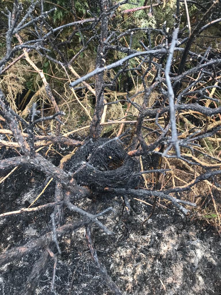 Last night an acre of priority dune heath habitat at Murlough NNR was destroyed as a result of a serious wildfire. It was only thanks to the swift action of the @NIFRSOFFICIAL, and our own fire breaks, that this wildfire was contained (1/3)