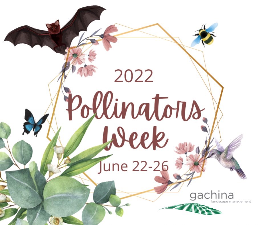 POLLINATOR WEEK 2022
The third week in June is “National Pollinator Week”. #PollinatorWeek has now grown into an international celebration, promoting the valuable ecosystem services provided by bees, birds, butterflies, bats, beetles, moths, wasps, and flies.