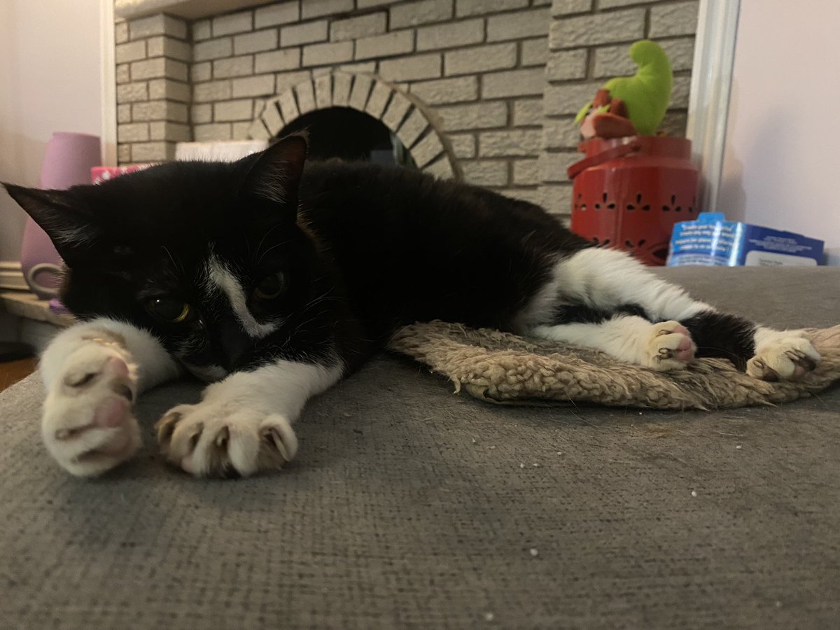 MichelleGalante's tweet photo. One of the best things the cats ever received was from a @Reddit Secret Santa. Electric cat warming pad is perfect on her old bones. #CatsOfTwitter #redditsecretsanta #reddit #comfy https://t.co/ehNGEgWTX4