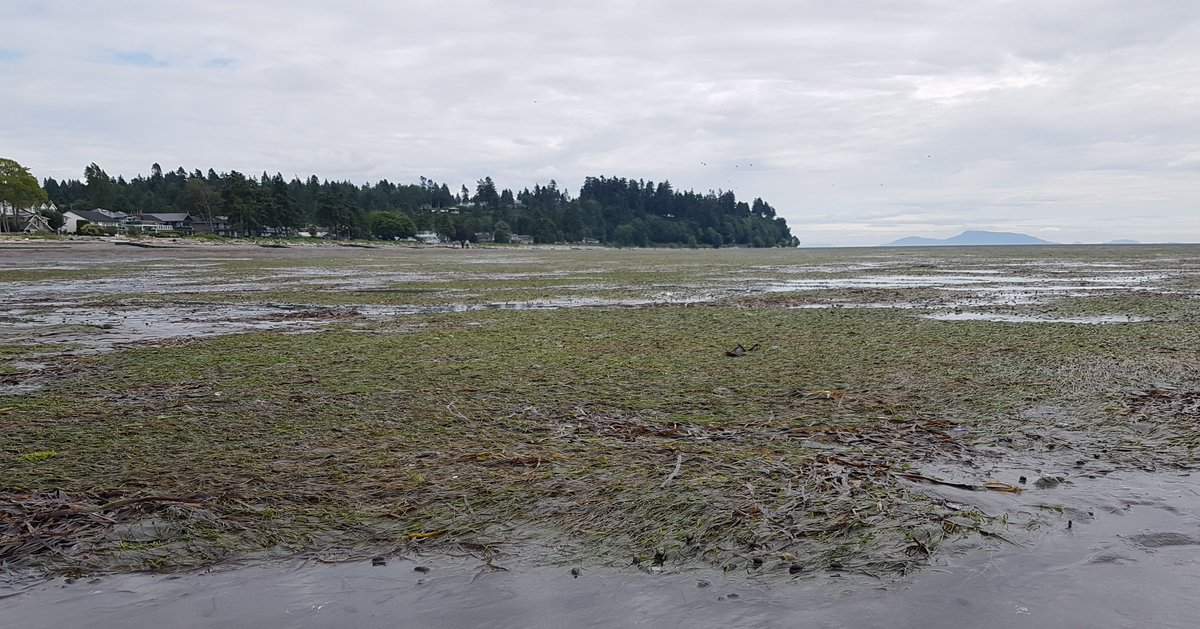 Vast expanses of seagrass (Zostera marina and introduced Zostera japonica) in BC, Canada. Providing C sequestration, nutrient cycling, habitat, and shoreline stabilization.