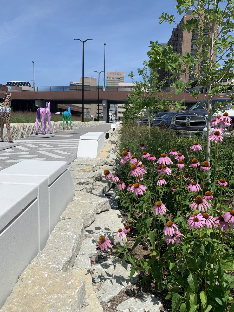 ErinMHathaway's tweet photo. Plantings so lush you almost forget you're next to a 3 lane roadway with heavy traffic #townbranchcommons https://t.co/pHC6cqLZz8