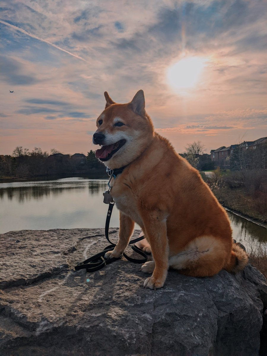 HaHaHaJai's tweet photo. Chunkus! 

#googlepixel #shibainu #dogsoftwitter https://t.co/VNDOX96q7u
