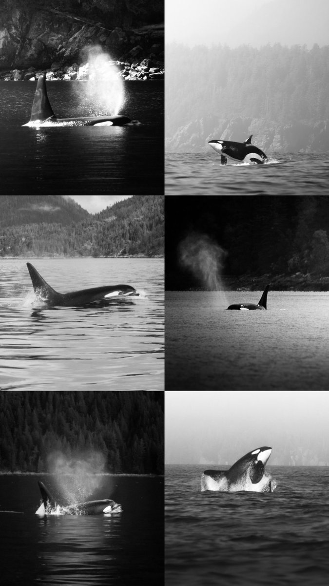 My favourite black and white animal - in black and white. Would love to see your favourite black and white shots!