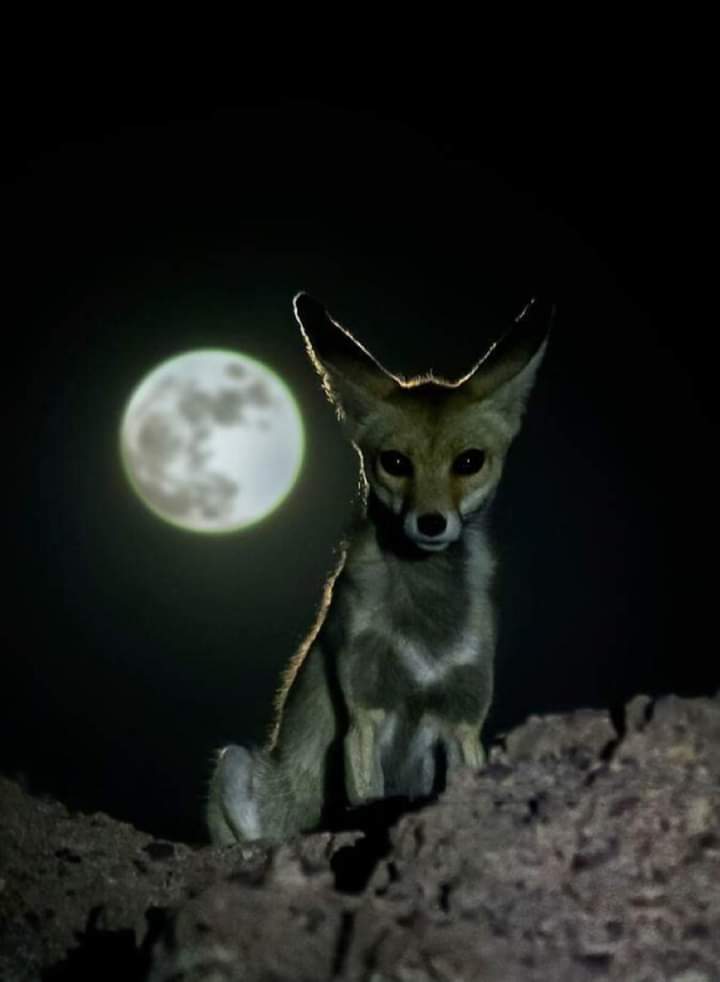 FENNEC AU CLAIR DE LUNE 🌙