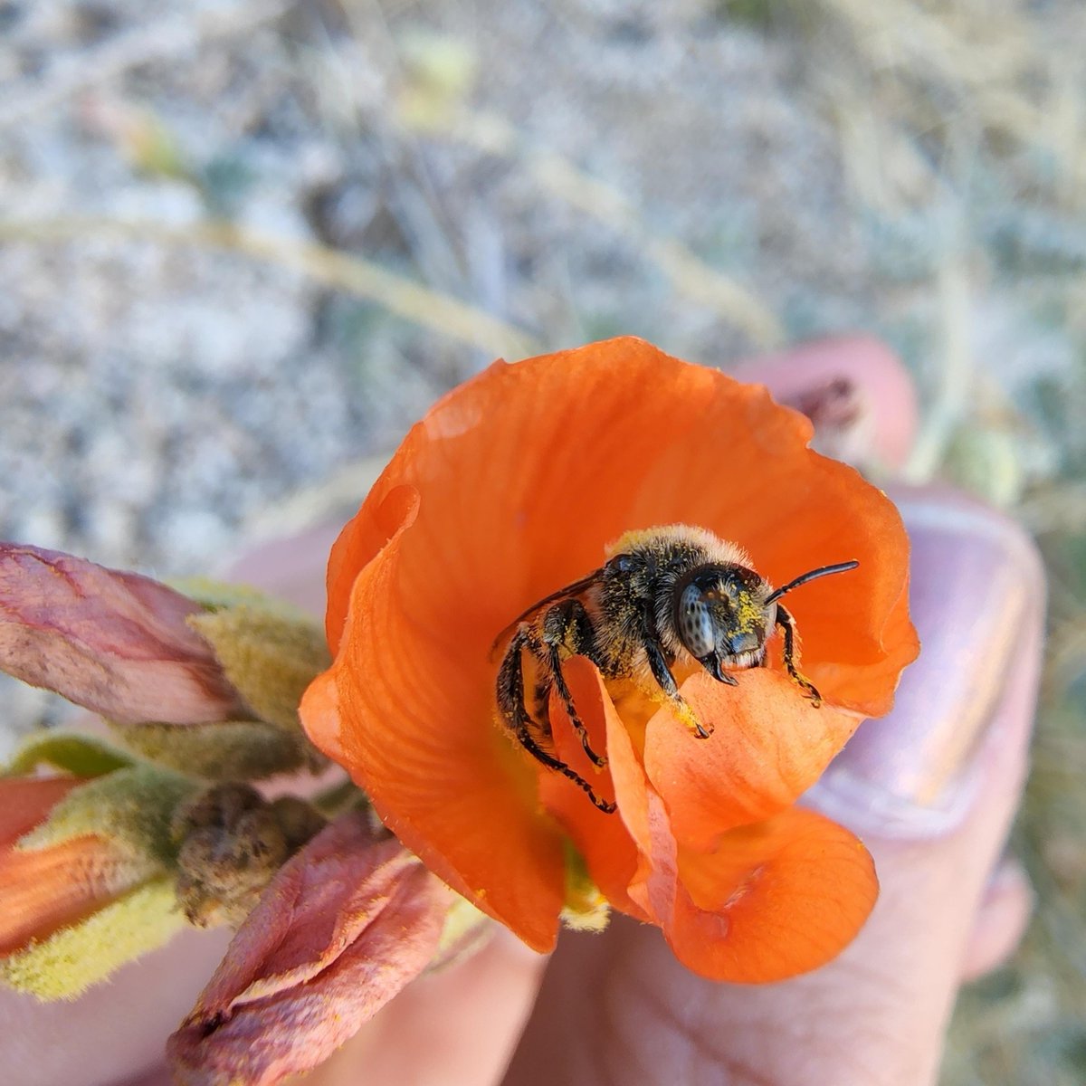 Did you know the majority of bee species do not produce honey or live with other bees? 🐝
 
Approximately 5,000 different bee species live in the continental United States, and around 1,300 of them are found in Arizona!

📷 : Meredith Johnson (@MeliponiniMere)